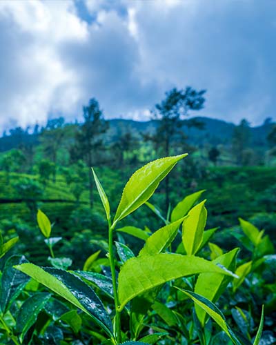 Thuruliya tea estate mountains