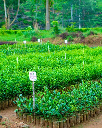 Tea tasting and quality testing