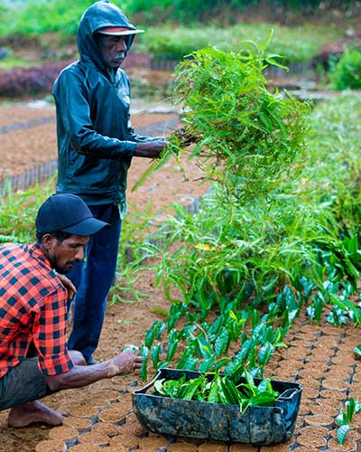 Inspecting Ceylon tea bushes