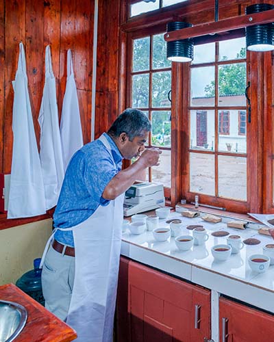 Tea cultivation process