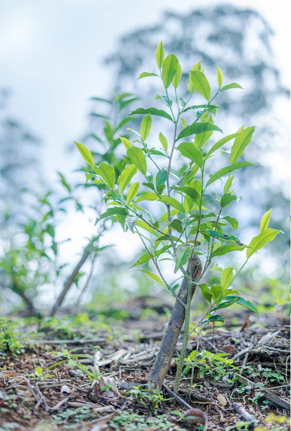 History of Ceylon Tea